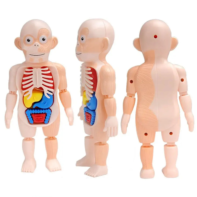 Boneco 3D Anatomia Humana Montessori - Brinquedo Educativo - Bem Chegado - +7, 3-4, 5-6, Brinquedos, faz de conta, motora fina - Brinquedo educativo - Brinquedo montessori