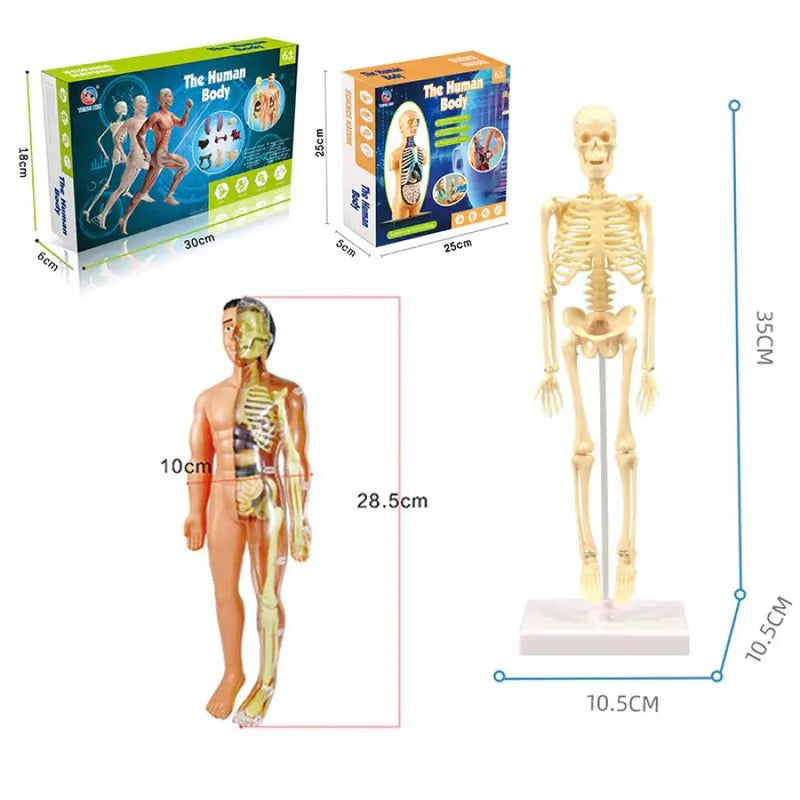 Modelo de Corpo Humano Para Montar - Bem Chegado - +7, 3-4, 5-6, Brinquedos - Brinquedo educativo - Brinquedo montessori
