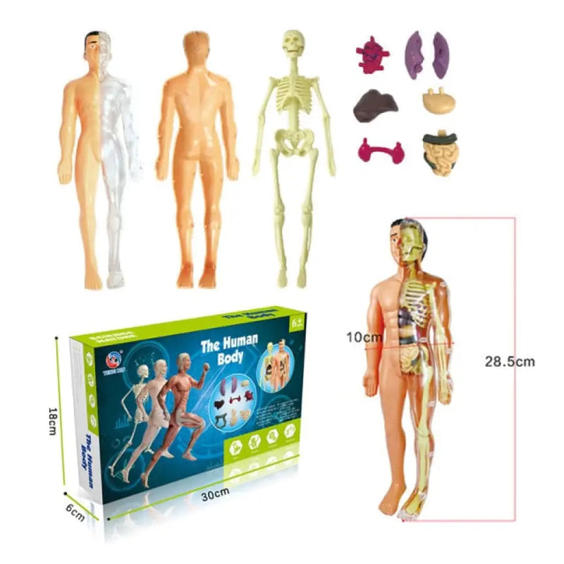 Modelo de Corpo Humano Para Montar - Bem Chegado - +7, 3-4, 5-6, Brinquedos - Brinquedo educativo - Brinquedo montessori